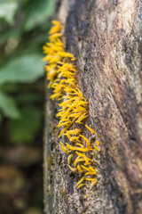 Enchanting Yellow Mushrooms on Tree Trunk