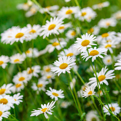 Fototapeta premium Camomile.Chamomile flower field.Field of camomiles at sunny day at nature.Spring, summer background. Meadow flowers. Medicinal plant.