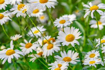 Obraz premium Camomile.Chamomile flower field.Field of camomiles at sunny day at nature.Spring, summer background. Meadow flowers. Medicinal plant.