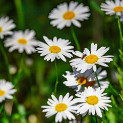 Obraz premium Camomile.Chamomile flower field.Field of camomiles at sunny day at nature.Spring, summer background. Meadow flowers. Medicinal plant.