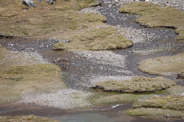 Andean Fox by a River in the Altiplano, Peruvian Andes