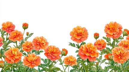 Obraz premium Orange marigold flowers border on white.