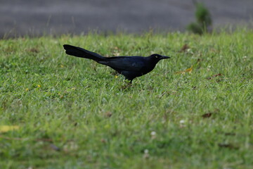 Great tailed grackle in grass