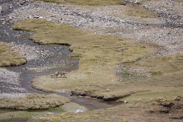 Andean Fox by a River in the Altiplano, Peruvian Andes