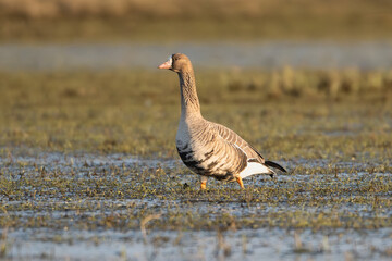 Greater white-fronted goose - Anser albifrons albifrons on meadow. Photo from Warta Mouth National Park in Poland.