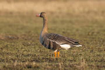 Greater white-fronted goose - Anser albifrons albifrons on meadow. Photo from Warta Mouth National Park in Poland.