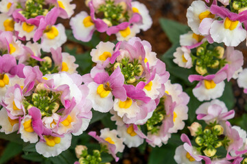 ネメシア, 花, 満開, 美しい, 小花, ツートンカラー, 宿根ネメシア, バイカラー, 四季咲き, 宿根草, ゴマノハグサ科, 宿根, 二色, 一面, 花畑, 秋, 花びら, 植物, 初夏, 晴れ, 春, 葉, 屋外, きれい, 明るい, ガーデニング, 鮮やか, 可憐, クローズアップ, エッセンシャルピンクベリー, ビンク