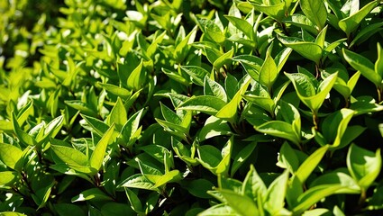 Obraz premium Lush Green Tea Leaves in Natural Light, Close-Up View
