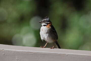 sparrow on ledge