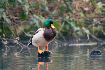 male mallard duck perched on a tree stump
