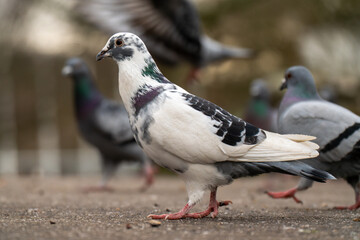 close up of a pigeon on the ground