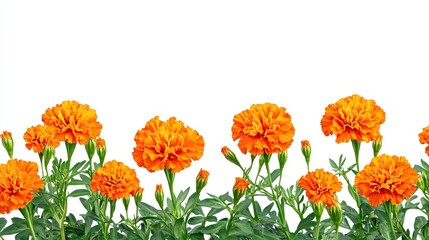 Orange marigolds border isolated on white.