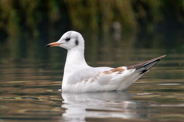 black headed gull swimming