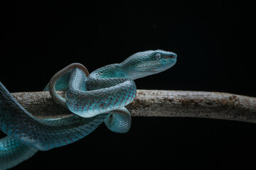 Trimeresurus insularis. Pit viper 