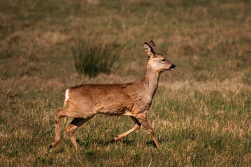 white tailed deer in the grass
