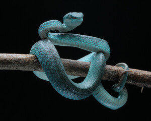 snake blue on a branch Trimeresurus insularis. Pit viper 