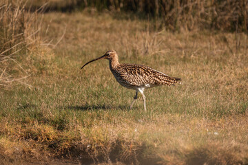 Curlew running through a field