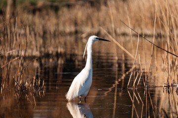 little egret standing in a pond