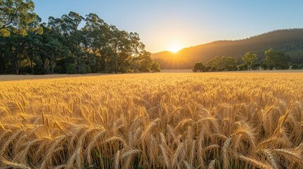 Golden wheat field at sunset, bathed in warm light, with trees and mountains in the background