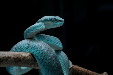Fototapeta premium snake blue on a branch Trimeresurus insularis. Pit viper