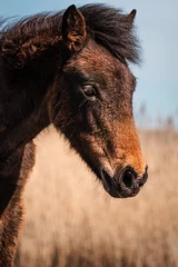 Poster Bosdieren portrait of a new forest wild horse  © Aaron & Wera