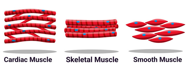 Different types of muscle cells. Types of muscle tissue. Set of human muscle cells in simple style isolated on white background. Suitable elements for human body anatomy, education, and science in PNG
