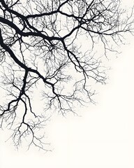 Intricate silhouette of bare tree branches against a light background