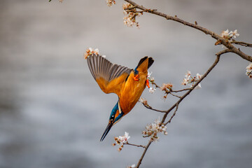 kingfisher diving from a cherry blossom