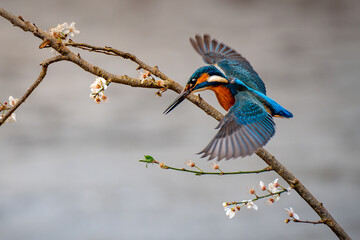 kingfisher diving from a cherry blossom