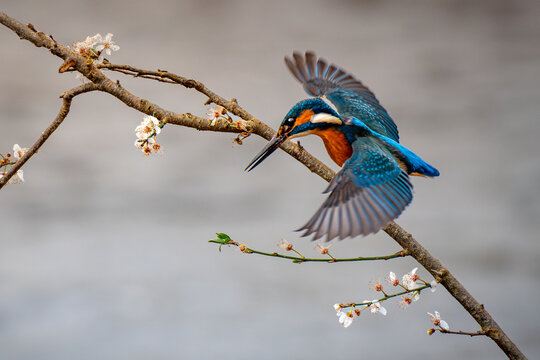 kingfisher diving from a cherry blossom