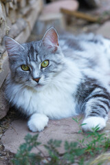 Porträt einer silber-tabby Maine Coon Katze