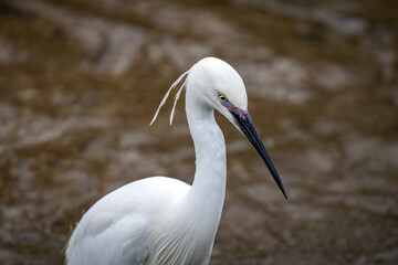 close up of a little egret