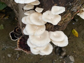 mushrooms on a tree
