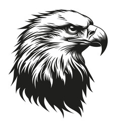 Wild eagle head vector illustration, a black and white drawing