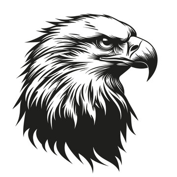 Wild eagle head vector illustration, a black and white drawing