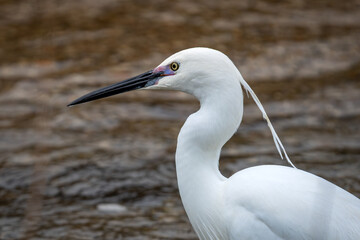 close up of a little egret head