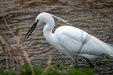 close up of a little egret