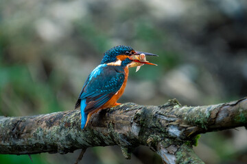 kingfisher on a branch holding a fish