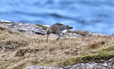 A Curlew bird feeding on the waters edge.
