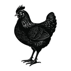 Hen Silhouette Vector illustrator