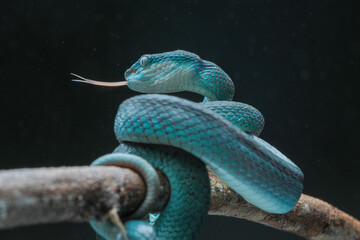 snake blue on a branch Trimeresurus insularis. Pit viper