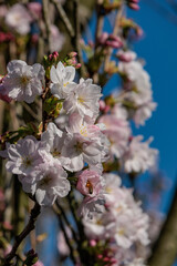 Der Frühling erwacht in Westfalen