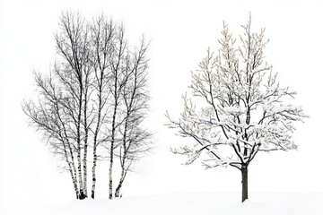 Fototapeta premium Birch trees bare and a tree covered in snow against a bright white field