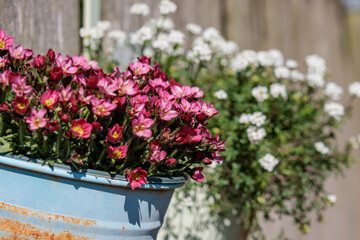 Blütenpracht in einem münsterländischen Garten
