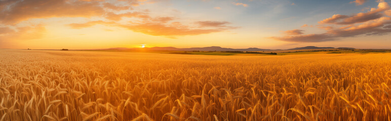 A wheat field at sunset.	
