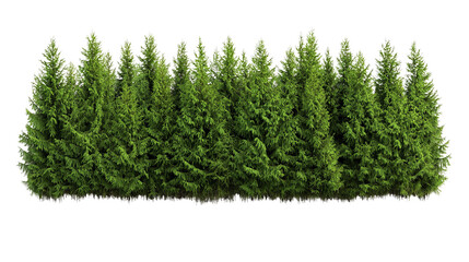 PNG of Lush green hedge of evergreen trees creating a natural fence or privacy screen.