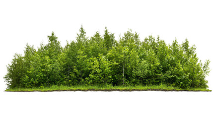 PNG of A dense cluster of vibrant green trees creates a lively natural backdrop, symbolizing growth and tranquility.