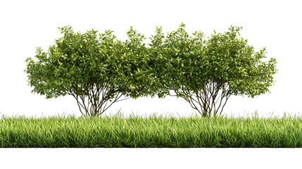 Obraz premium PNG of Two lush green bushes stand amidst a vibrant grassy area, exuding a tranquil, natural beauty.