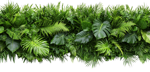 PNG of An abundant display of lush green foliage featuring various tropical plants.