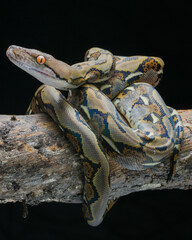 Python on a wooden surface